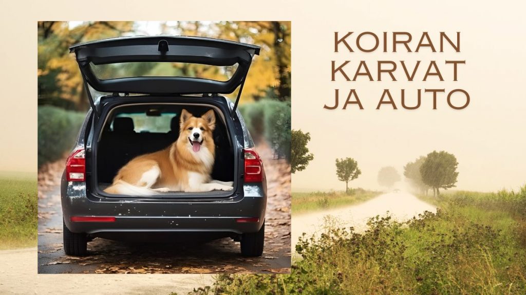 Hyla ohjevideo - Auton siivoaminen